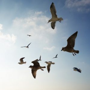 Organizing at home. Image of seagulls in the sky.